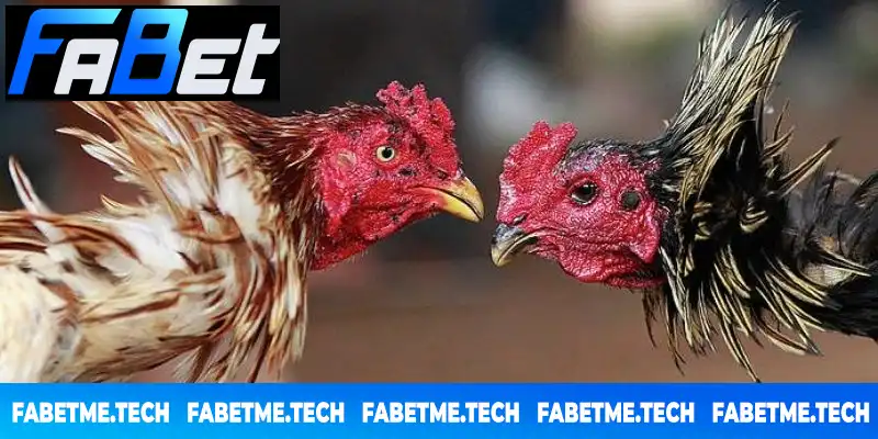 Đá Gà FABET vẫn luôn là lựa chọn hàng đầu của dân chơi