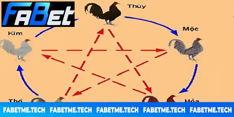 Cách xem màu mạng gà đá qua ngũ hành rất dễ dàng